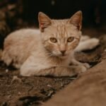 Free stock photo of capture, cat, earth