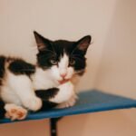 A black and white domestic cat rests lazily on a blue shelf, exemplifying relaxation and comfort.