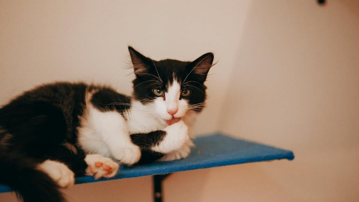 A black and white domestic cat rests lazily on a blue shelf, exemplifying relaxation and comfort.