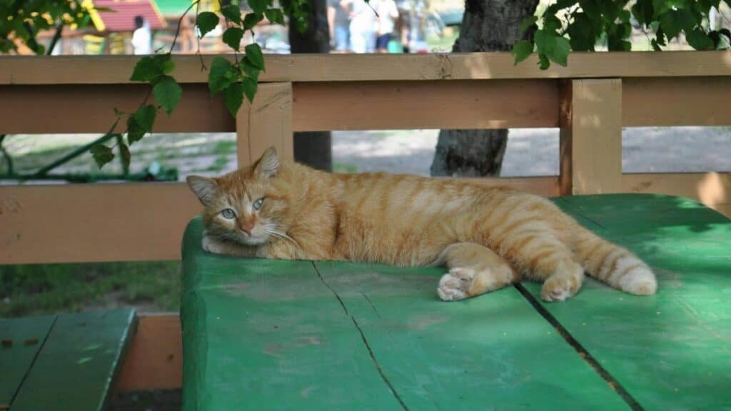 A ginger cat lounges comfortably on a park bench during a sunny day.