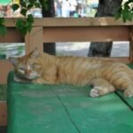 A ginger cat lounges comfortably on a park bench during a sunny day.