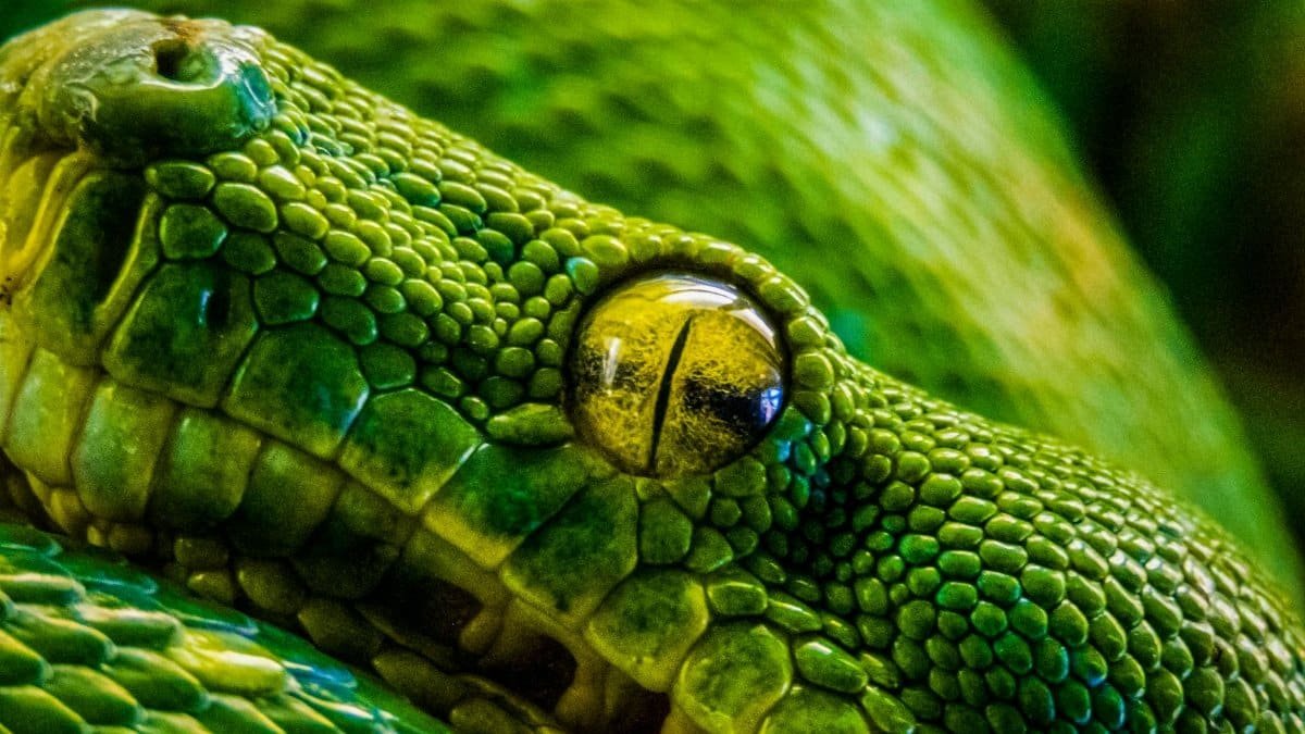 Macro shot of a green python's intricate scales and piercing eye, showcasing the detailed texture and vibrant color.