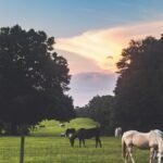 Horses grazing in a lush field at sunset in Avon Park, Florida.