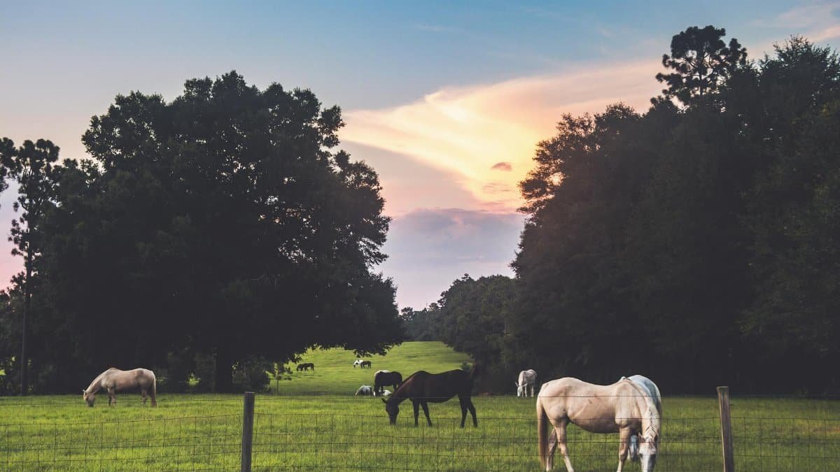 Horses grazing in a lush field at sunset in Avon Park, Florida.