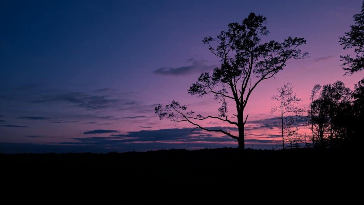 A tranquil silhouette of a tree against a vibrant twilight sky in Haw Branch, Virginia, USA.