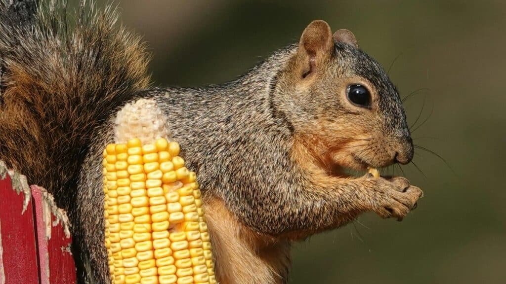 A squirrel feasting on corn in a backyard setting in Caldwell, Texas.