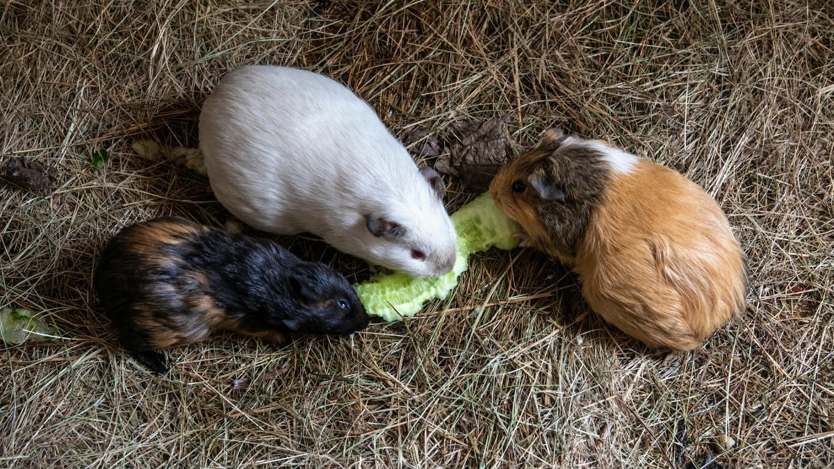Three guinea pigs eat lettuce on straw bedding, showcasing their natural behavior.