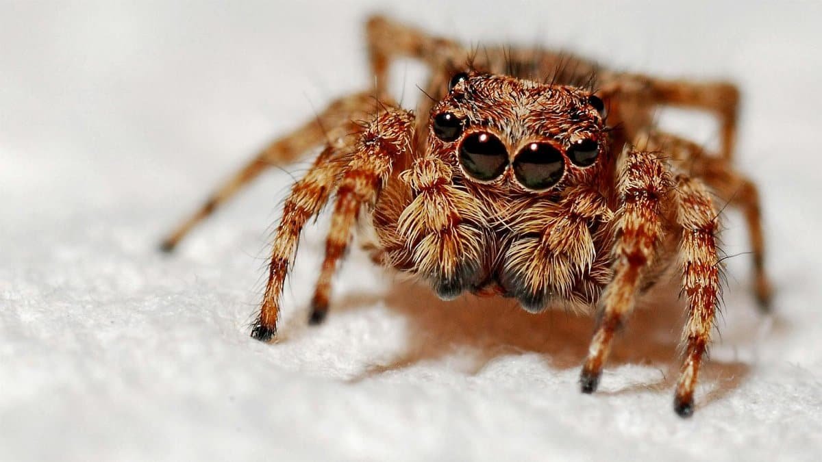 Detailed macro image capturing the intricate features of a jumping spider on a white background.