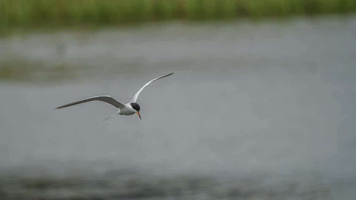 A beautiful arctic tern gracefully soars over a serene body of water, with wings fully spread.