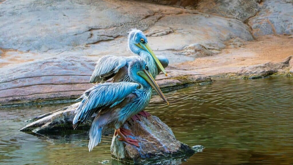 Grey pelican resting on a rock near water's edge, showcasing vibrant plumage and serene nature scene.