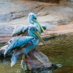 Grey pelican resting on a rock near water's edge, showcasing vibrant plumage and serene nature scene.