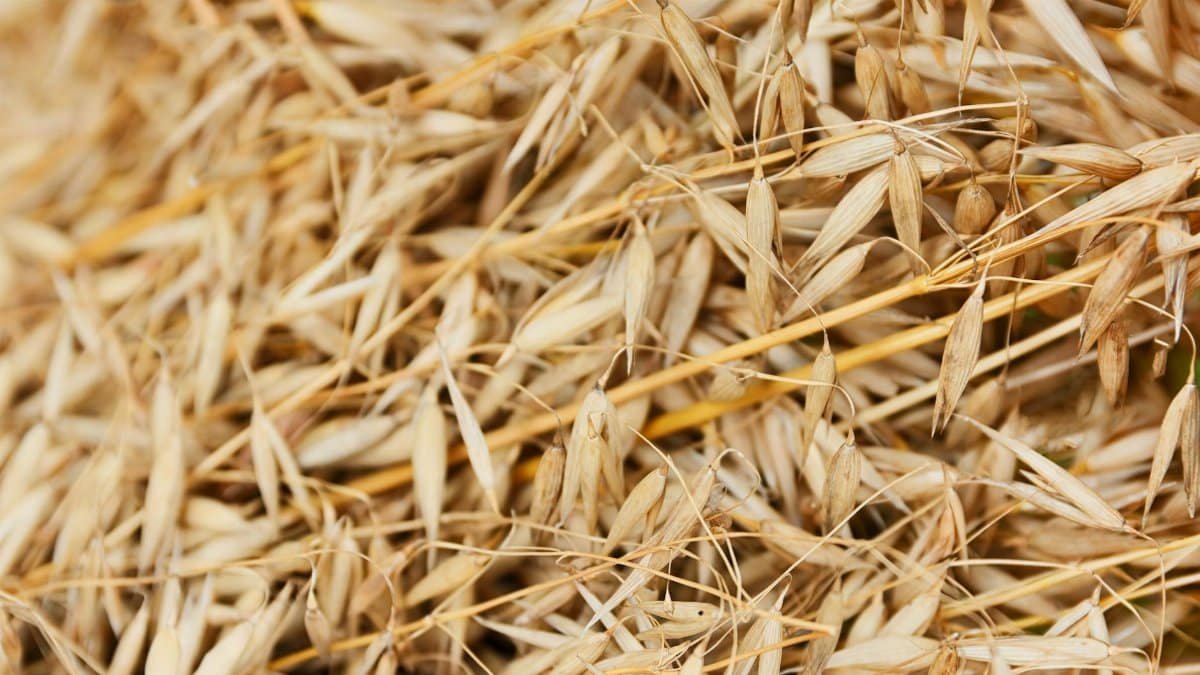 Detailed close-up of golden oat grains showcasing texture and natural pattern.