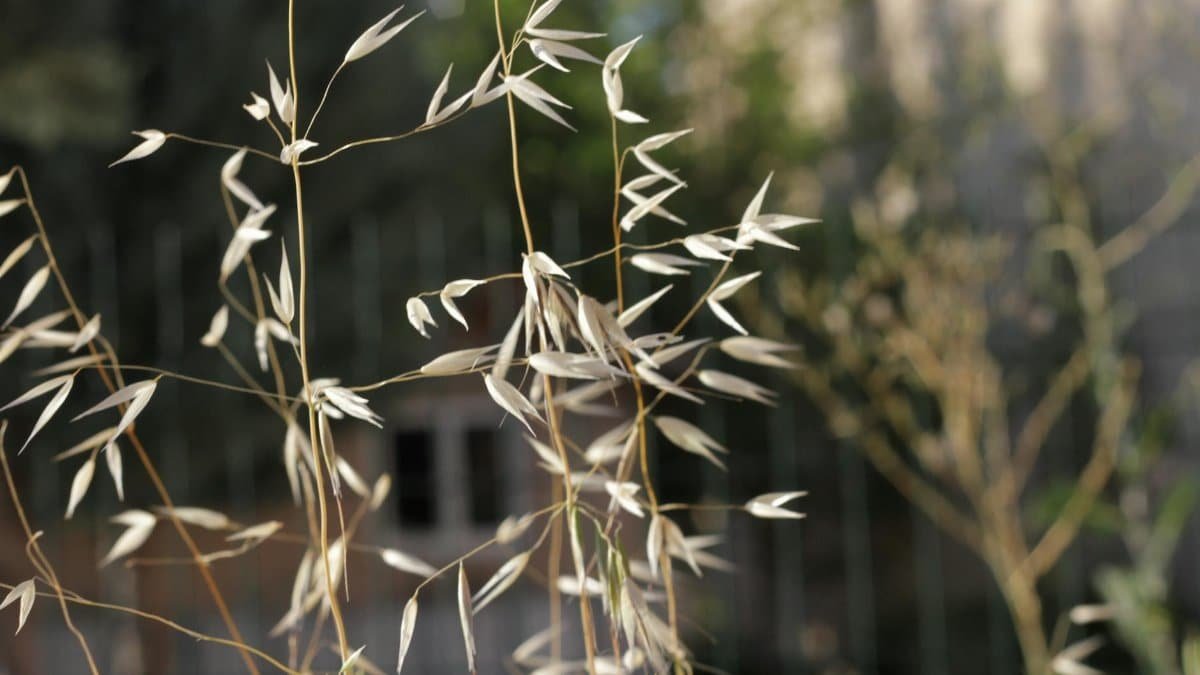 Detailed view of dry wild oat husks swaying gently in outdoor sunlight.