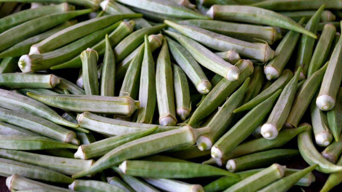 A close-up of fresh organic okra showcasing vibrant green color and natural texture.