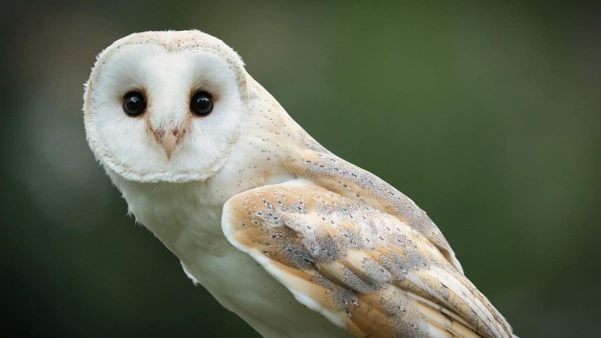 Detailed close-up of a barn owl with captivating eyes perched in nature. Ideal for wildlife enthusiasts.