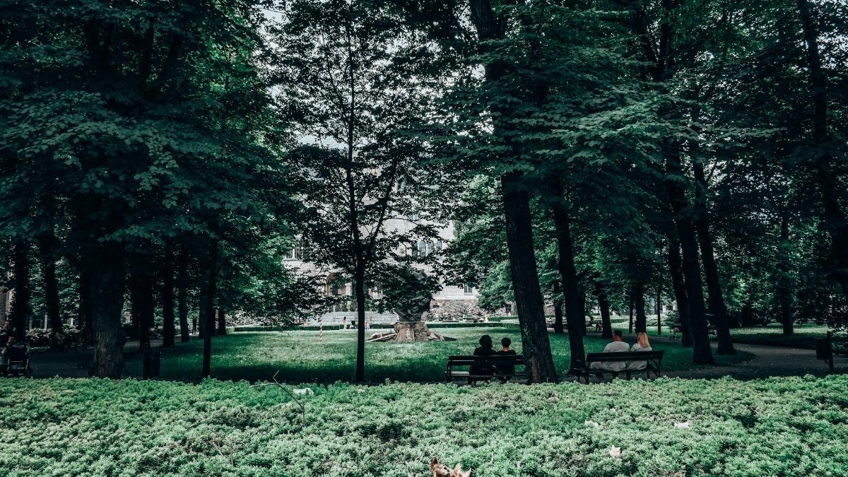 Peaceful park setting with people sitting on benches beneath lush trees in Poznań.