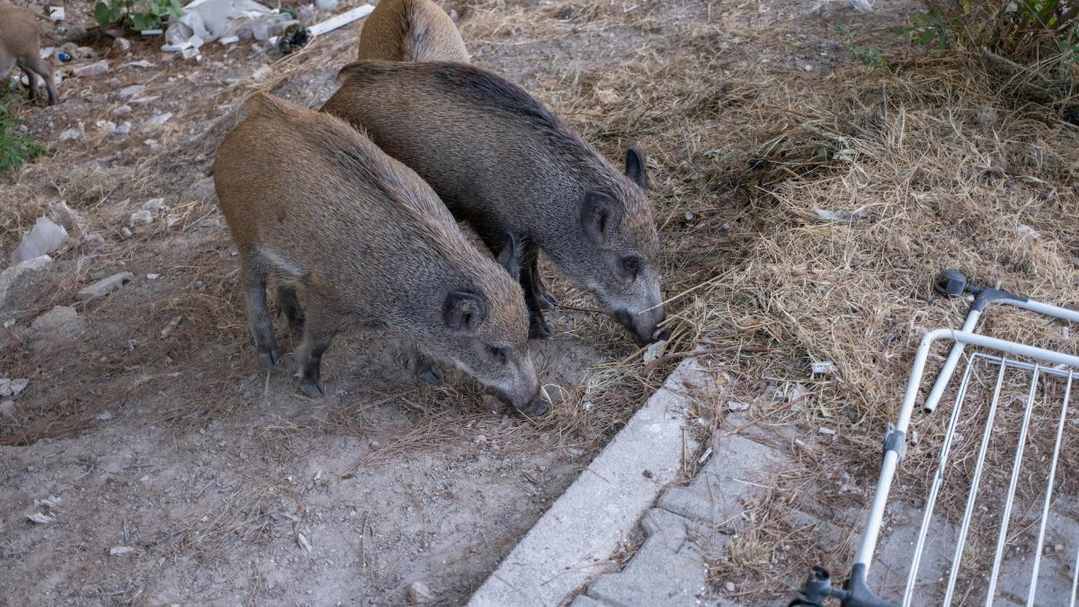 Two wild boars foraging in an urban area of Bornova, İzmir, highlighting wildlife presence in city environments.