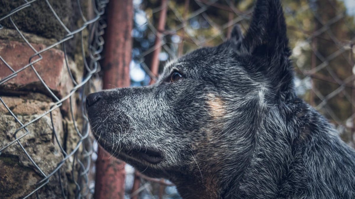 A close-up of a cute Australian Cattle Dog looking through a wire fence outdoors.