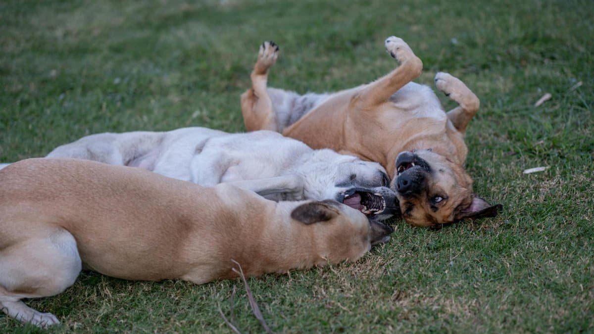 Three dogs playing and rolling on the grass, enjoying a playful day outdoors.