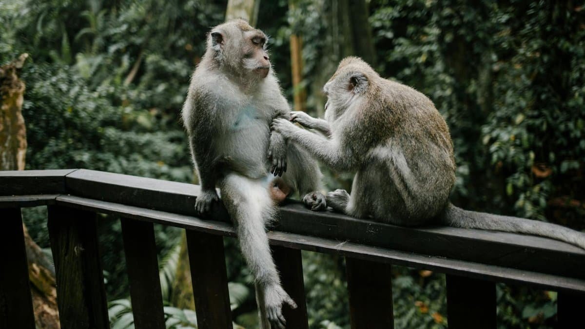 Two monkeys sitting on a railing in the jungle, engaged in grooming behavior.