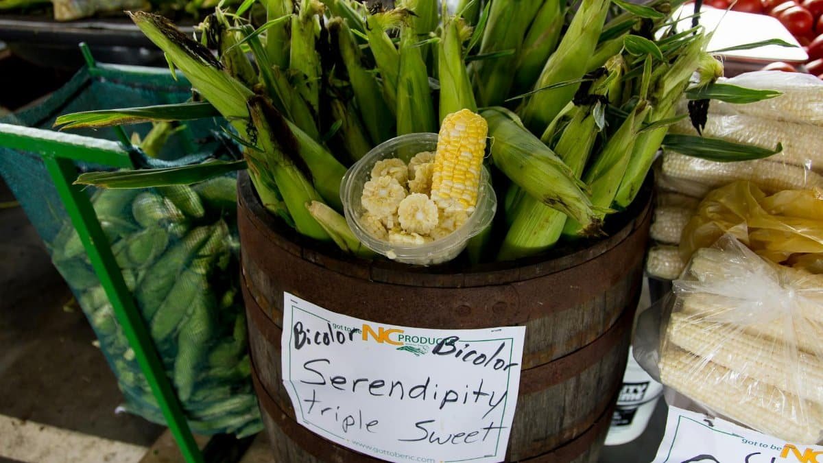 Vibrant bicolor corn displayed in a rustic barrel, showcasing freshness at a North Carolina market.