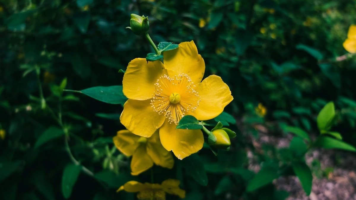 Detailed view of a vibrant yellow St. John's Wort flower surrounded by lush green leaves.