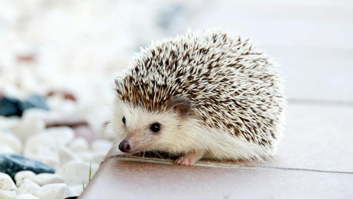 Close-up of a cute hedgehog with prickly spikes on a sunny outdoor setting.