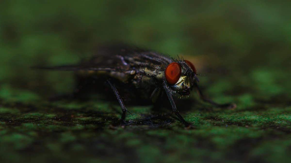Close-up macro photograph of a housefly with detailed focus on its red eyes.