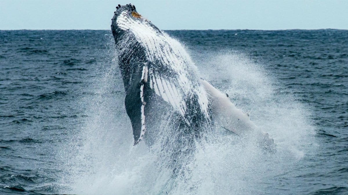 A stunning humpback whale breaching in the ocean off Sydney's coast, showcasing nature's beauty.