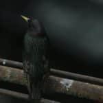 A European Starling perched on a rusty pipe, captured in Tbilisi, Georgia.