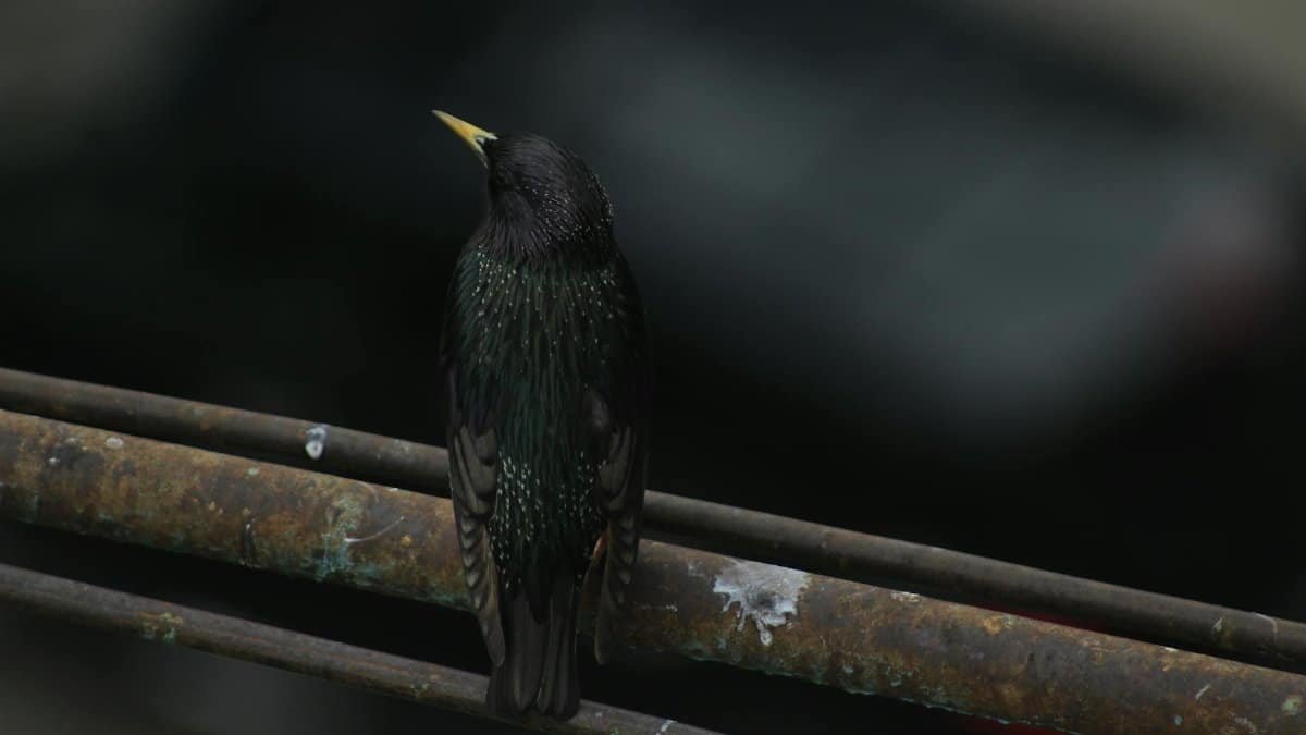 A European Starling perched on a rusty pipe, captured in Tbilisi, Georgia.