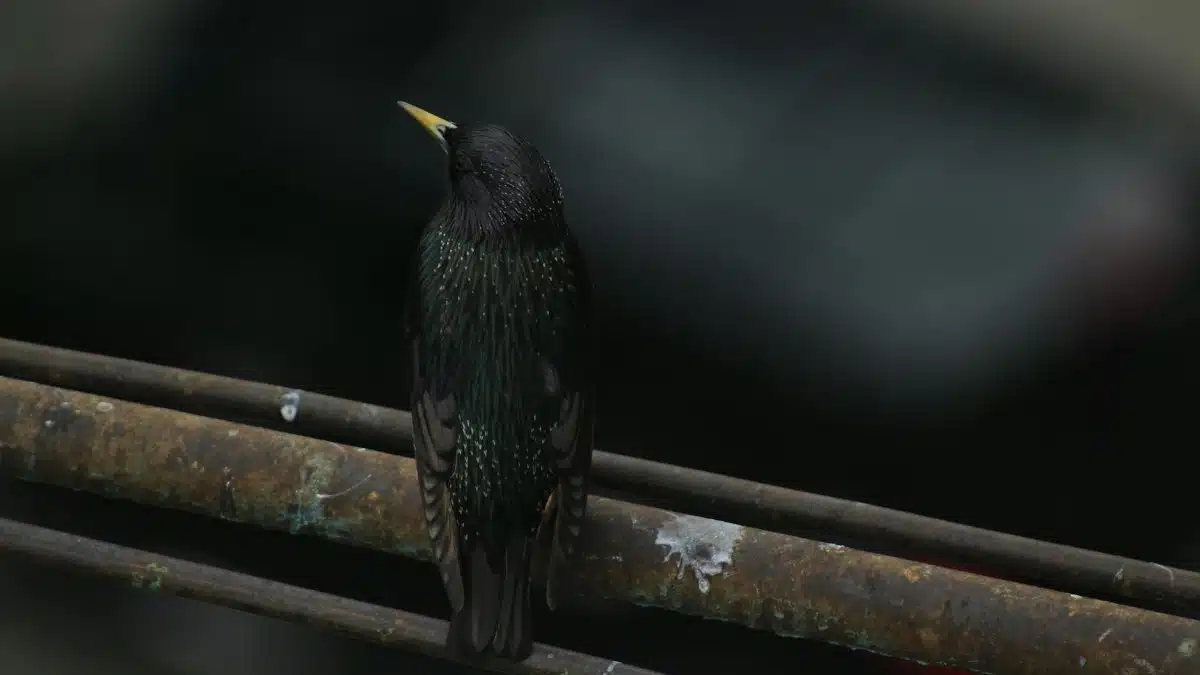 A European Starling perched on a rusty pipe, captured in Tbilisi, Georgia.