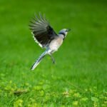 A beautiful blue jay gracefully flying over vibrant green grass in Canonsburg, Pennsylvania.