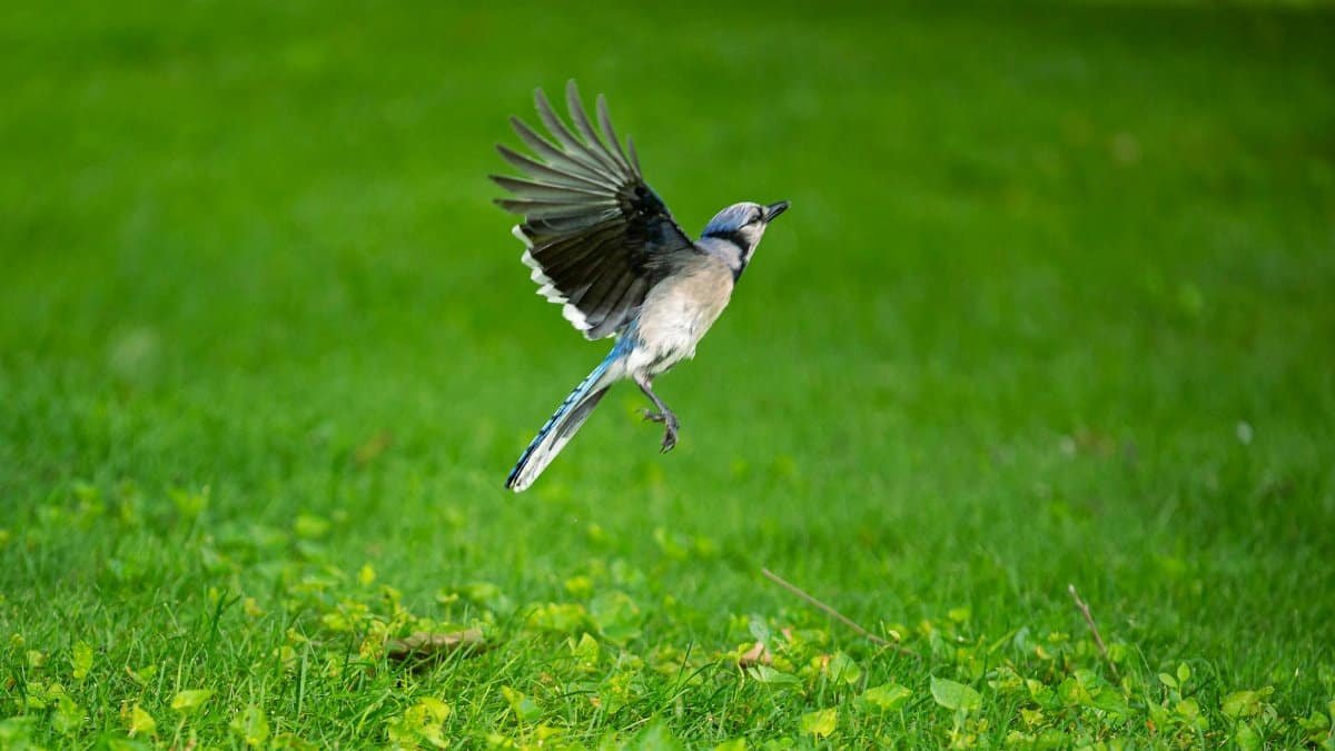 A beautiful blue jay gracefully flying over vibrant green grass in Canonsburg, Pennsylvania.