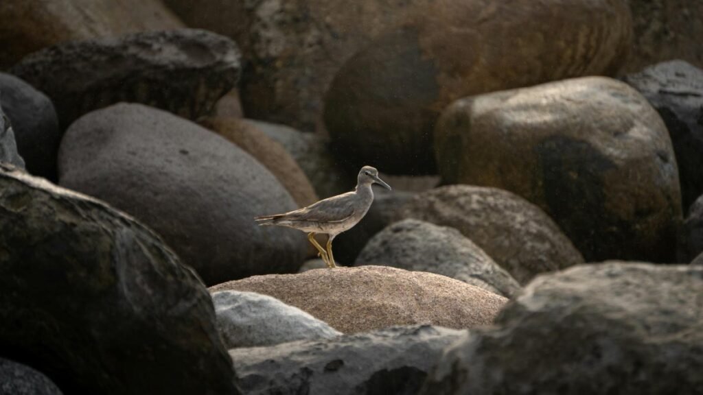 A solitary bird perched on rocks, capturing nature's serene beauty.