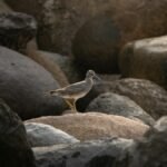 A solitary bird perched on rocks, capturing nature's serene beauty.