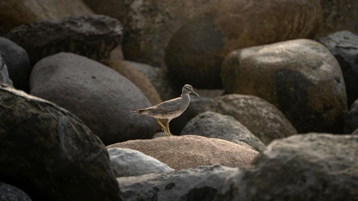 A solitary bird perched on rocks, capturing nature's serene beauty.