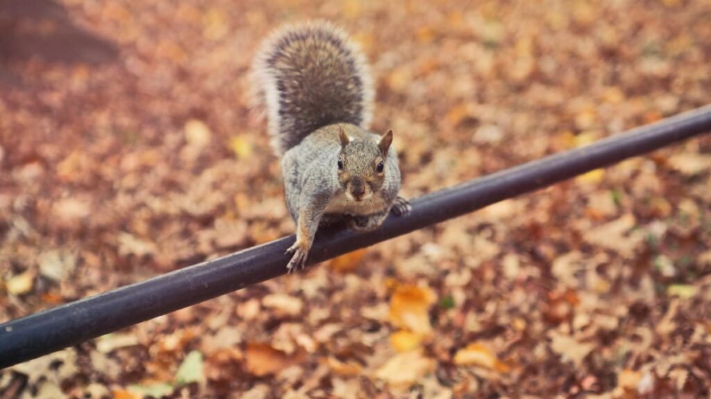 A curious grey squirrel balances on a rail amidst autumn leaves in New York City park.