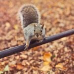 A curious grey squirrel balances on a rail amidst autumn leaves in New York City park.