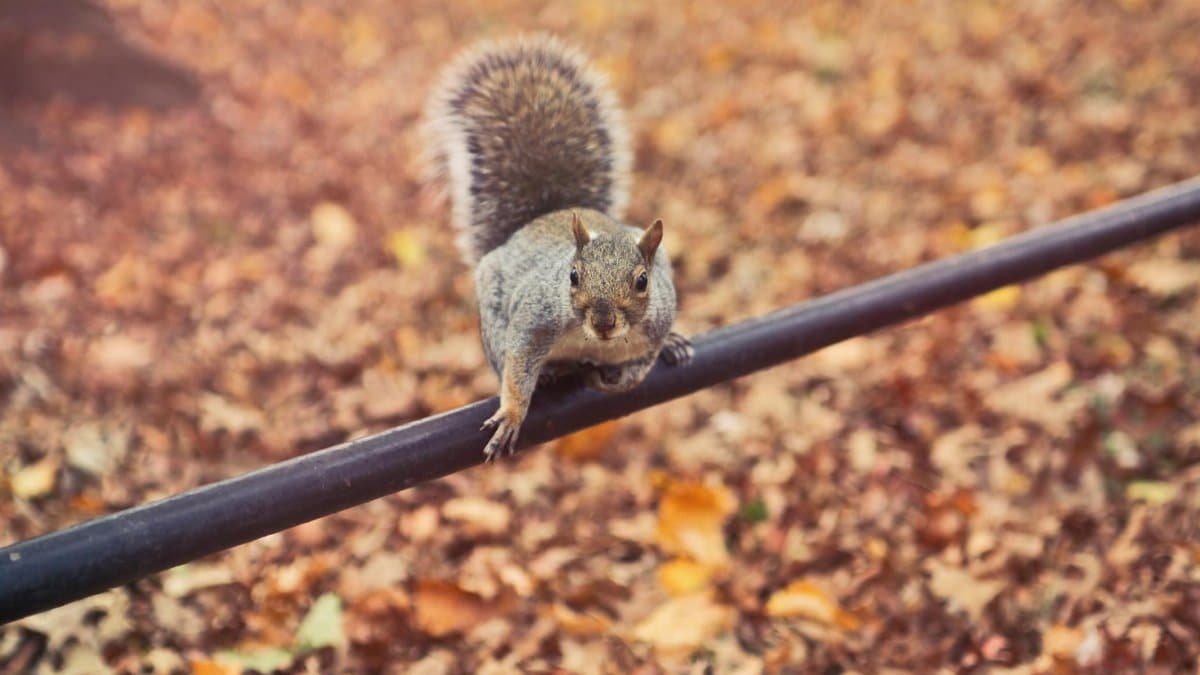 A curious grey squirrel balances on a rail amidst autumn leaves in New York City park.