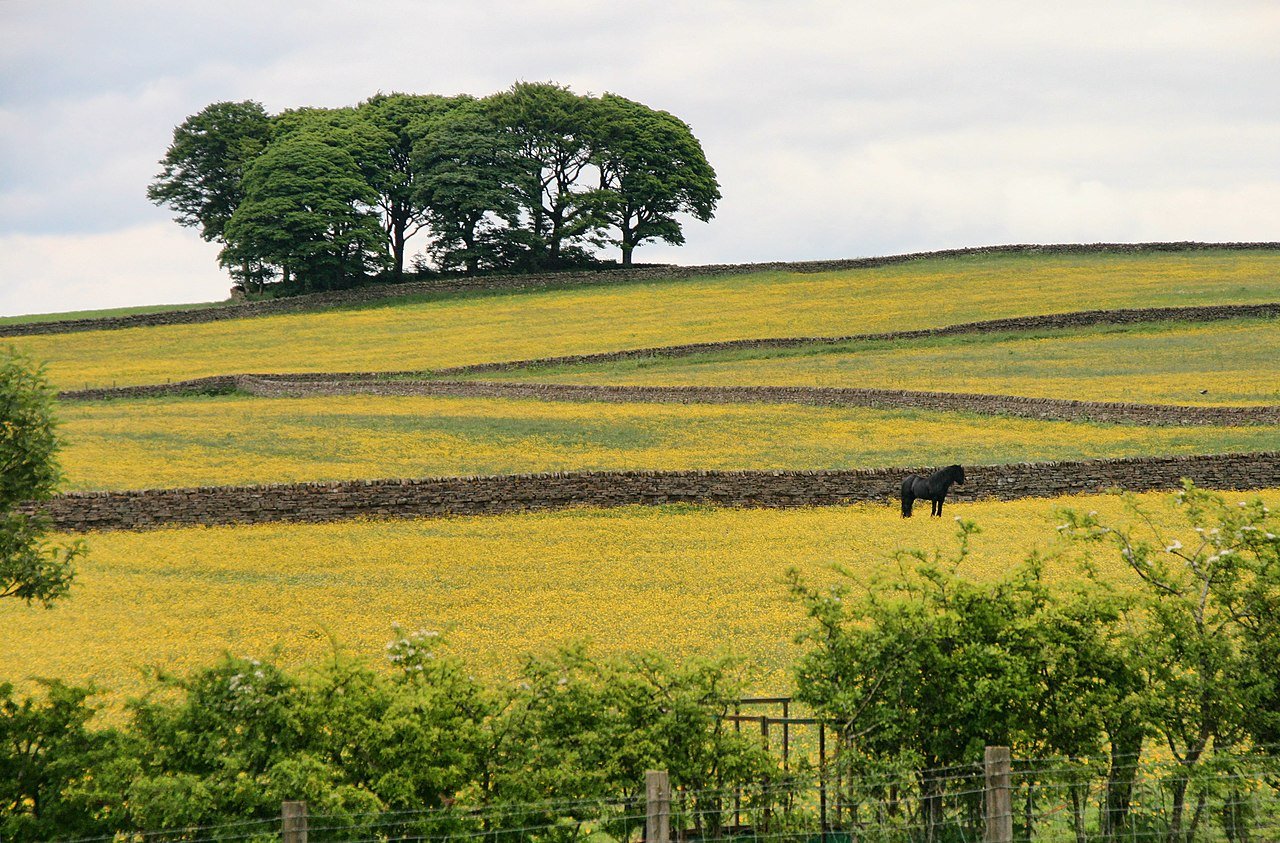 By Woodland by Peter McDermott, CC BY-SA 2.0, https://commons.wikimedia.org/w/index.php?curid=104142870