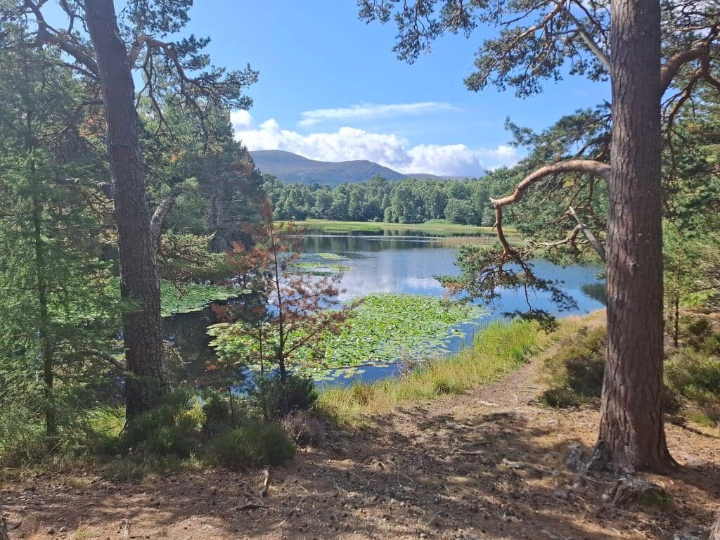 By HikingisKing - Own work, CC BY-SA 4.0, https://commons.wikimedia.org/w/index.php?curid=171130564