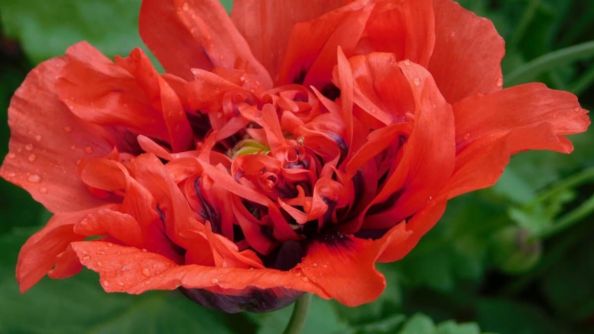 Close-up of a vibrant red poppy flower with water droplets on its petals, showcasing natural beauty.