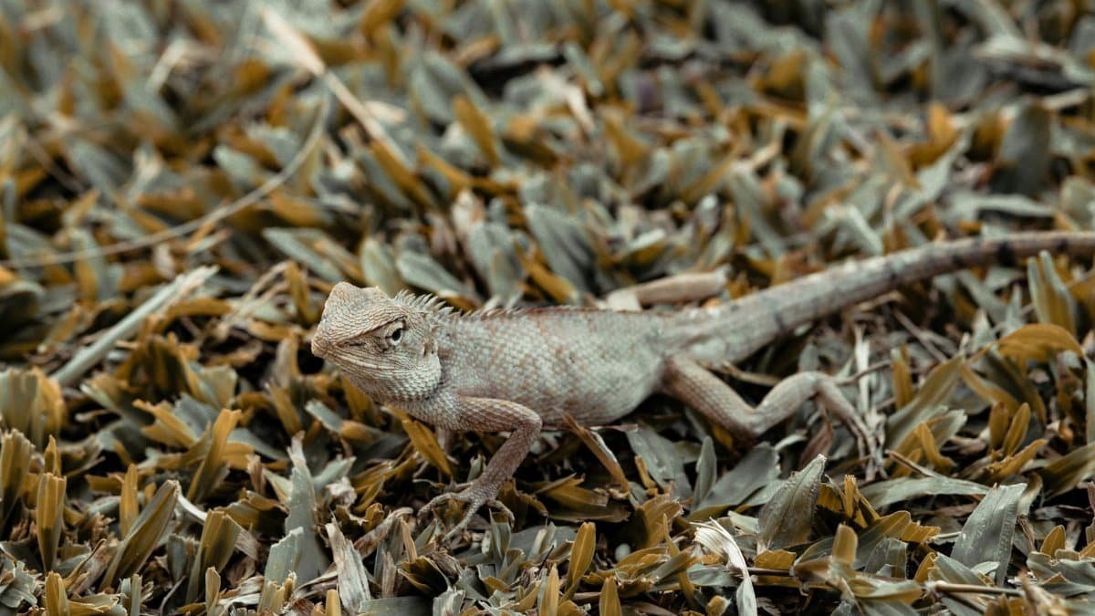 Close-up of a bearded dragon blending into dry leaves outdoors.