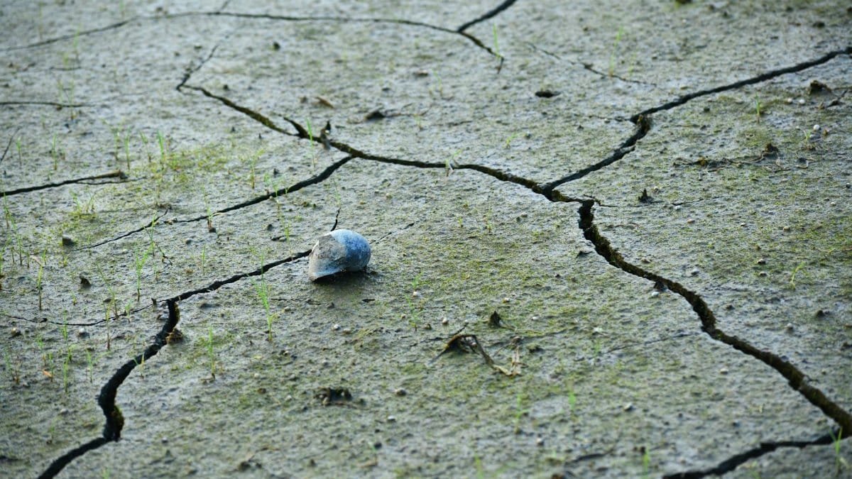 Close-up of a cracked earth surface with a rock and small grass sprouts suggesting drought recovery.