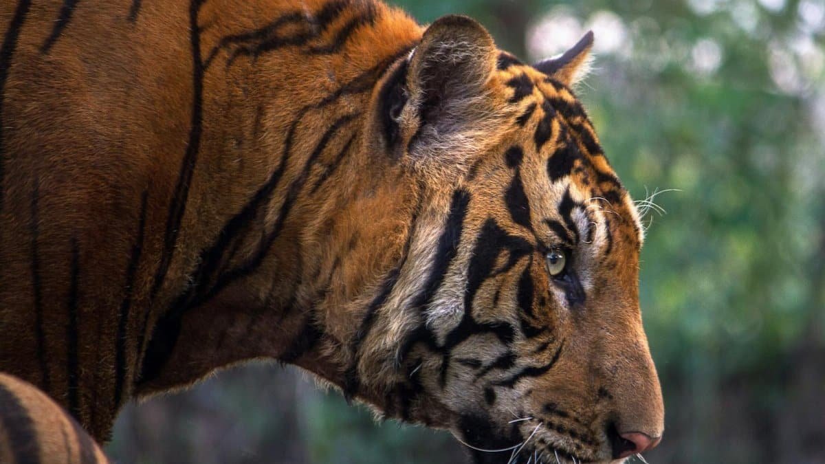 A detailed close-up of a Bengal tiger in the wild, showcasing its distinctive stripes and fierce expression.