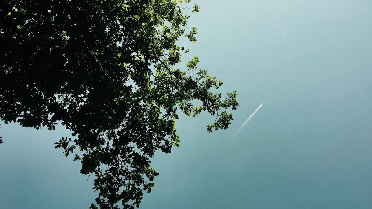 Leafy tree branch against a calm blue sky with contrail near Holten, Netherlands.