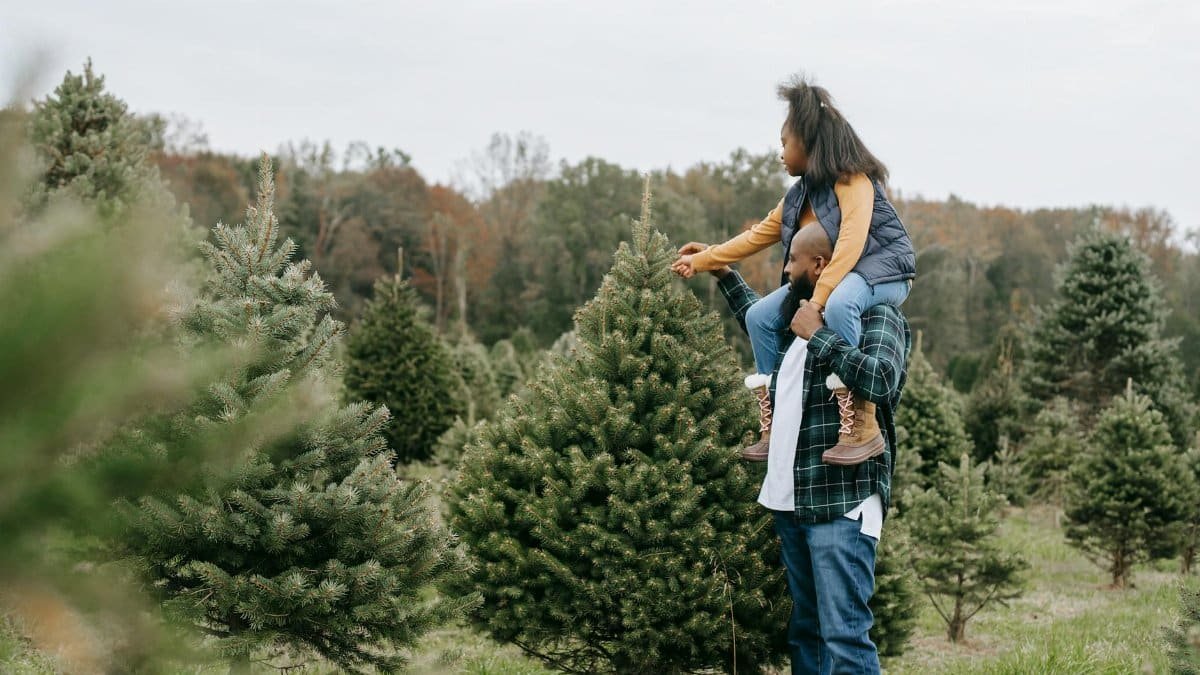 Side view of African American dad carrying girl on shoulders while touching fir tree branches cultivating for Christmas