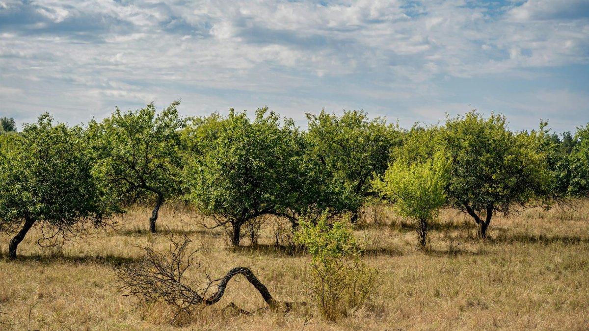 A dry, unfarmed orchard with scattered fruit trees under a bright summer sky.