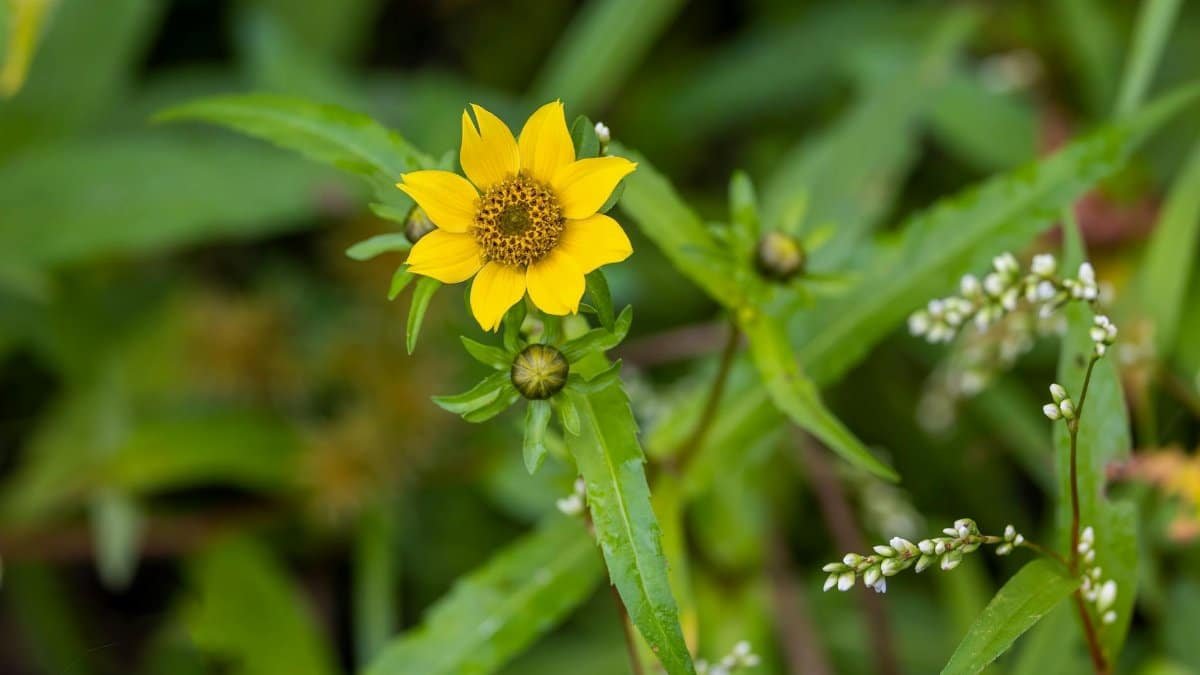 Vivid close-up of a nodding beggarticks flower in Southborough, MA garden.